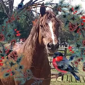 Meet your Posher, Lori